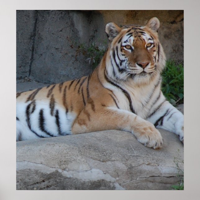 Bengal Tigers Poster (Framsidan)