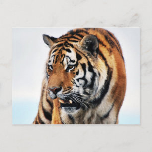 Bengal Tigers Vilda djur Vykort