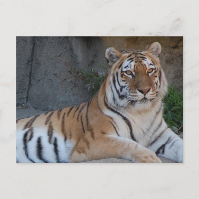 Bengal Tigers Vykort (Framsida)