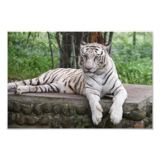 Bengal White Tiger Fototryck