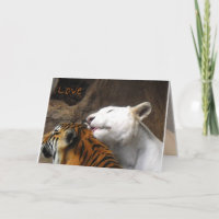 Bengal White Tiger Kärlek födelsedag