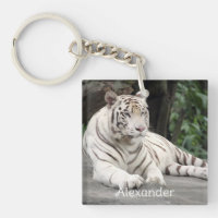 Bengal White Tiger Ljugande på Sten