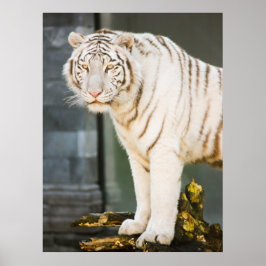 Bengal White Tiger Startar mot dig fotografi Poster