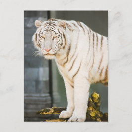 Bengal White Tiger Startar mot dig fotografi Vykort