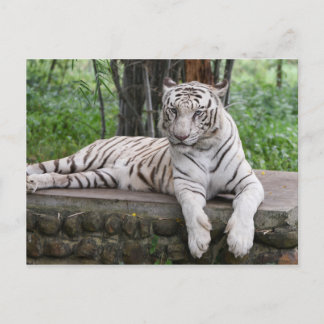 Bengal White Tiger Vykort