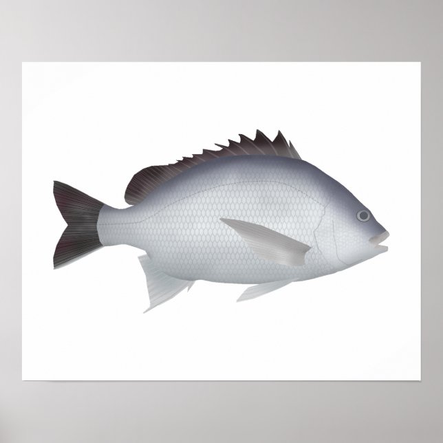 Bengal Yellowfin Seabream Poster (Framsidan)
