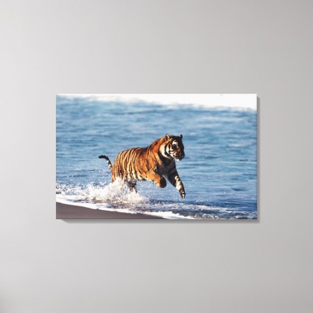 Bengalisk tiger (Panthera Tigris) Canvastryck (Framsida)