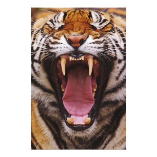 Bengalisk tiger, Panthera tigris Fototryck