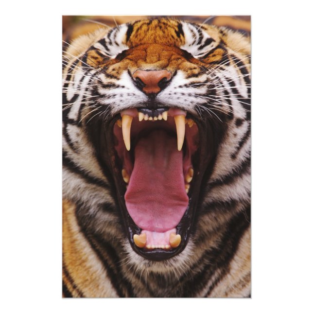 Bengalisk tiger, Panthera tigris Fototryck (Framsidan)