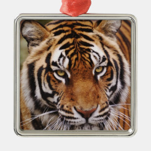 Bengalisk tiger, Panthera tigris Julgransprydnad Metall