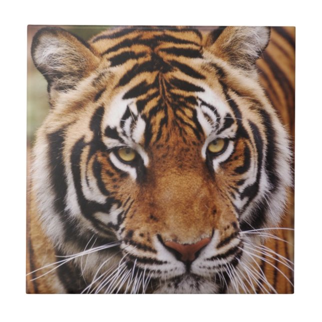 Bengalisk tiger, Panthera tigris Kakelplatta (Framsidan)