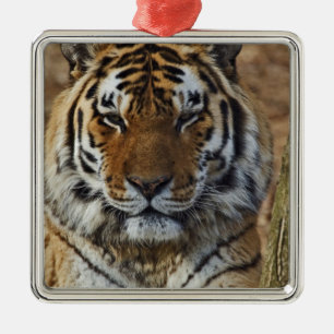Bengalisk tiger, Panthera tigris, Louisville Zoo, Julgransprydnad Metall