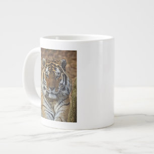 Bengalisk tiger, Panthera tigris, Louisville Zoo, Jumbo Mugg