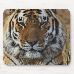 Bengalisk tiger, Panthera tigris, Louisville Zoo, Musmatta