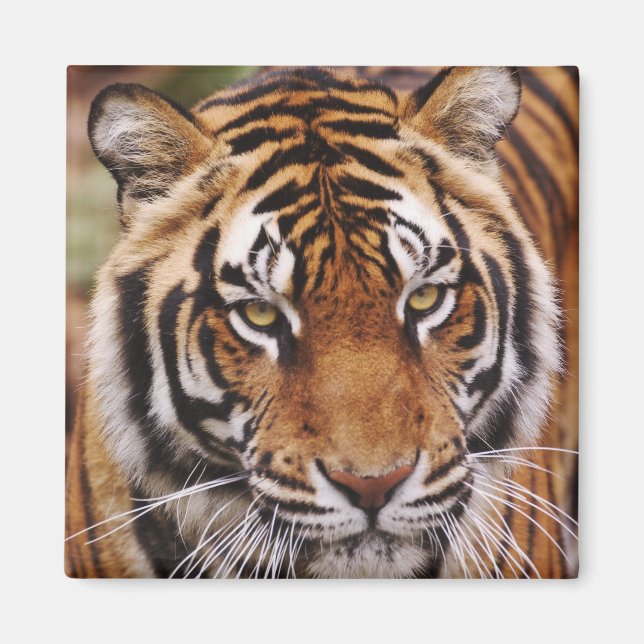 Bengalisk tiger, Panthera tigris Magnet (Framsidan)