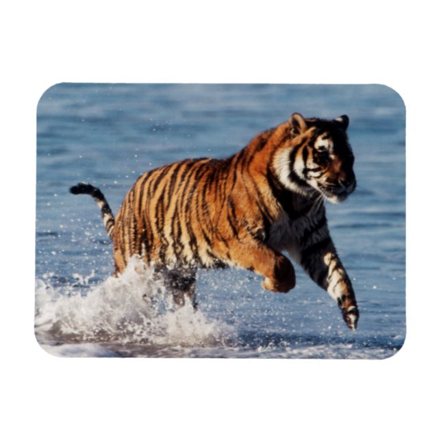 Bengalisk tiger (Panthera Tigris) Magnet (Horisontell)