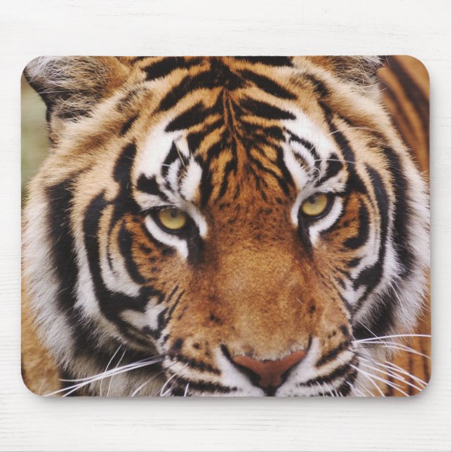 Bengalisk tiger, Panthera tigris Musmatta (Framsidan)