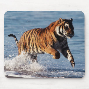 Bengalisk tiger (Panthera Tigris) Musmatta