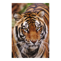 Bengalisk tiger, Panthera tigris