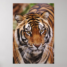 Bengalisk tiger, Panthera tigris Poster