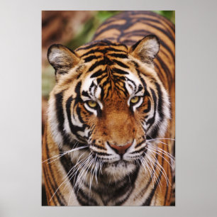 Bengalisk tiger, Panthera tigris Poster