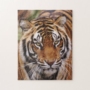 Bengalisk tiger, Panthera tigris Pussel