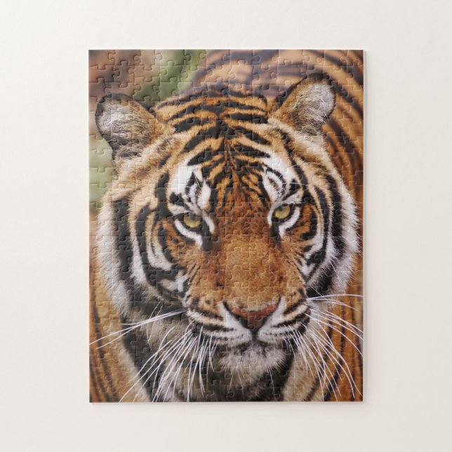 Bengalisk tiger, Panthera tigris Pussel (Vertikal)