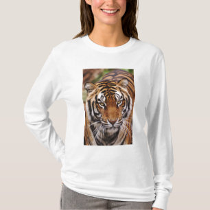 Bengalisk tiger, Panthera tigris Tröja