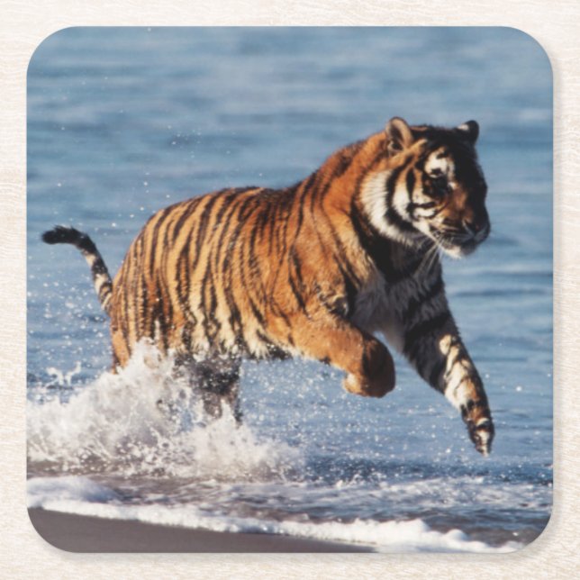 Bengalisk tiger (Panthera Tigris) Underlägg Papper Kvadrat (Framsidan)