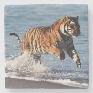 Bengalisk tiger (Panthera Tigris) Underlägg Sten