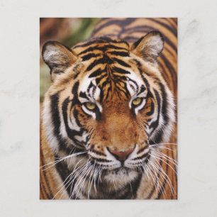 Bengalisk tiger, Panthera tigris Vykort