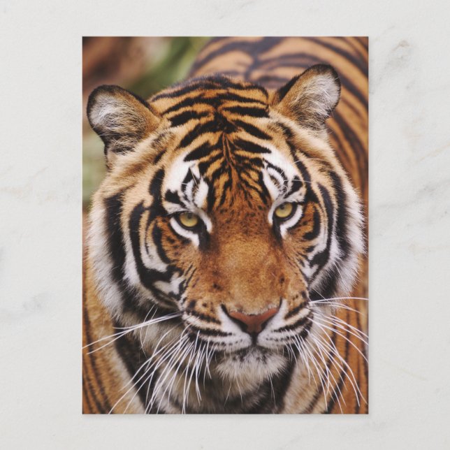 Bengalisk tiger, Panthera tigris Vykort (Framsida)