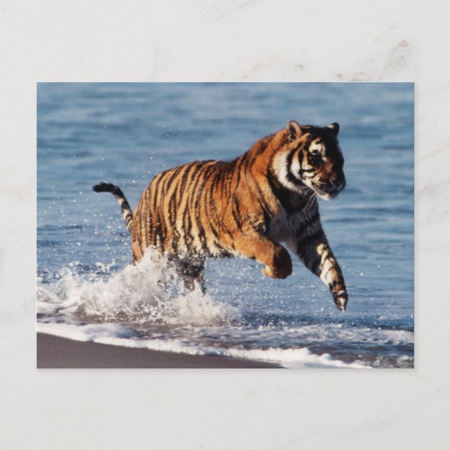 Bengalisk tiger (Panthera Tigris) Vykort (Framsida)