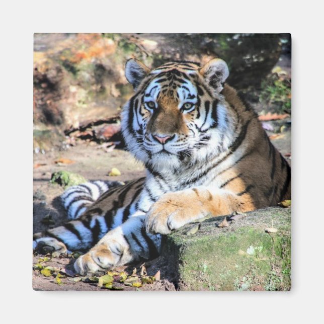 Bengalisk tiger vilar på mossig sten magnet (Framsidan)