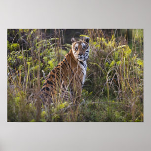 Bengalisk tigerhona i högt gräs, försöker jaga, poster