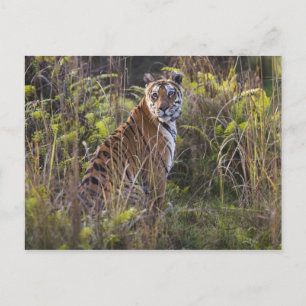 Bengalisk tigerhona i högt gräs, försöker jaga, vykort