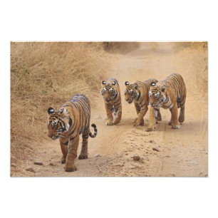 Bengaliska tigrar fototryck