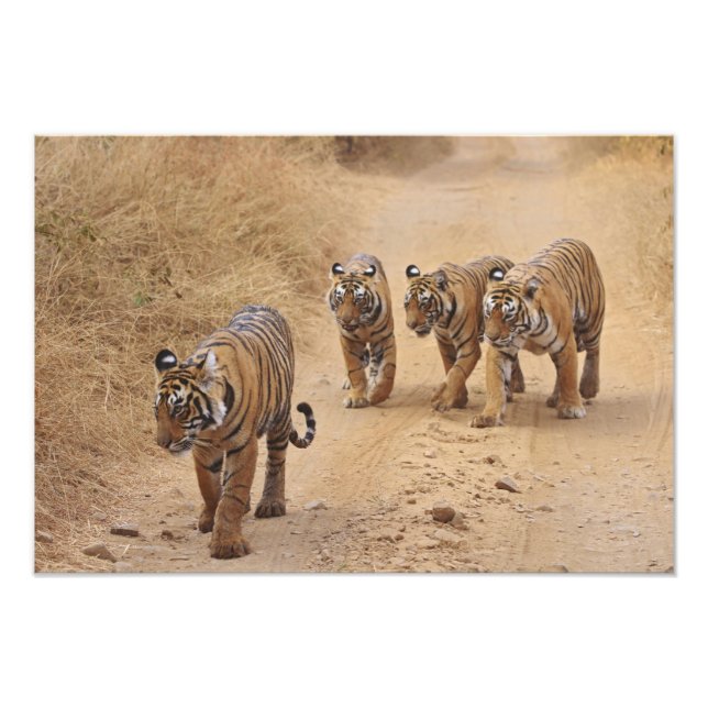 Bengaliska tigrar fototryck (Framsidan)