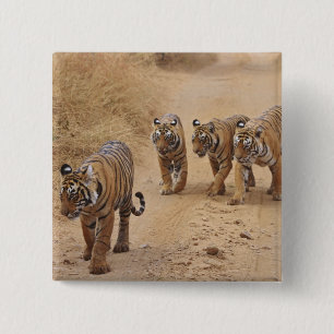 Bengaliska tigrar knapp