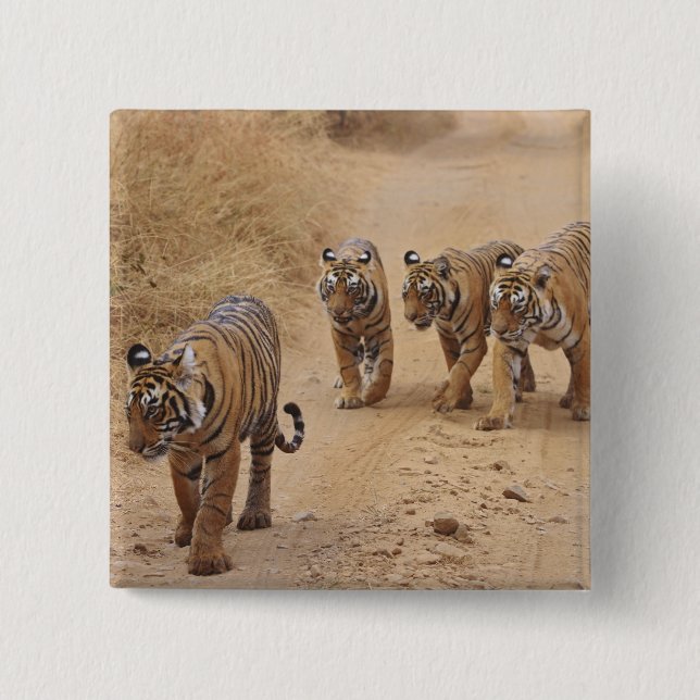 Bengaliska tigrar knapp (Framsida)