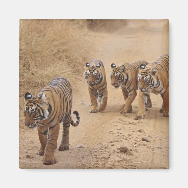 Bengaliska tigrar magnet (Framsidan)
