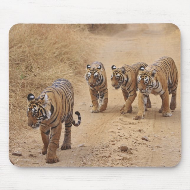 Bengaliska tigrar musmatta (Framsidan)