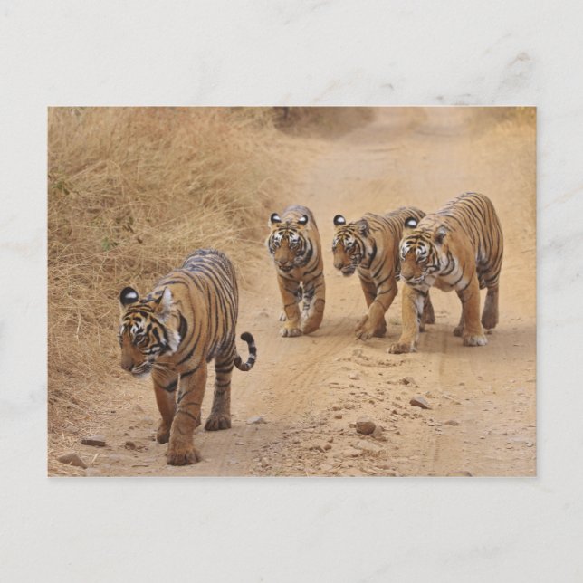 Bengaliska tigrar vykort (Framsida)