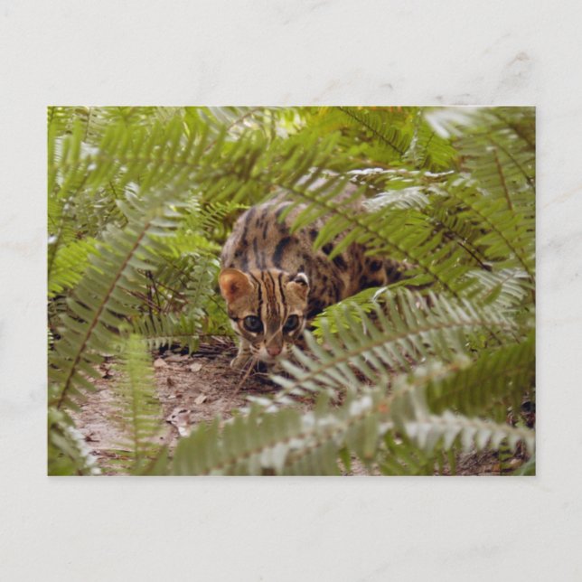 Bengalkatt 003 vykort (Framsida)