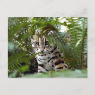 Bengalkatt 022 vykort