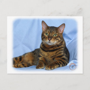 Bengalkatt 9W052D-018 Vykort