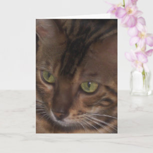 Bengalkatt - Grattiskort Kort