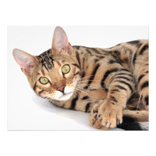 Bengalkatten ljuger ner fototryck