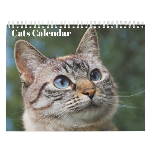 Bengalkatter 2027 Kalender (Omslag)