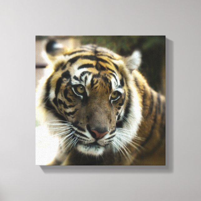 Bengaltiger Canvastryck (Framsida)